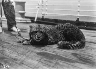 Gepard : Gepard an einer Kette auf dem Deck eines Schiffes