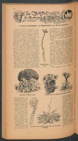 Plantas fenómenos - Los monstruos del mundo vegetal : El campo y la chacra