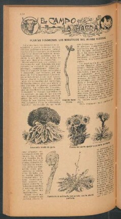 Plantas fenómenos - Los monstruos del mundo vegetal : El campo y la chacra