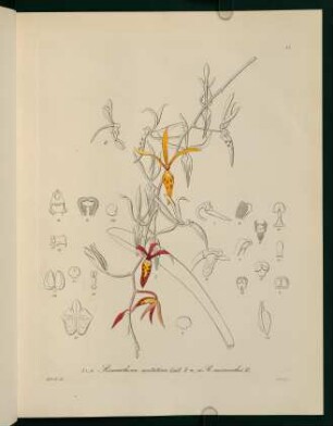 35r-35v, Renanthera matutina Lindl. ...