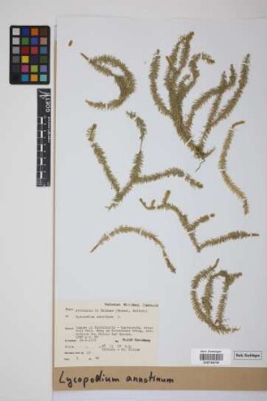 Lycopodium annotinum annotinum L.