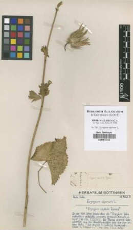 Eryngium alpinum L.