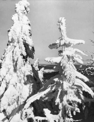 Verschneite Tannen am Feldberg