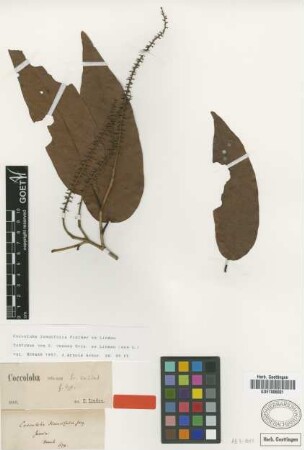 Coccoloba venosa Griseb. ex Lindau [type]