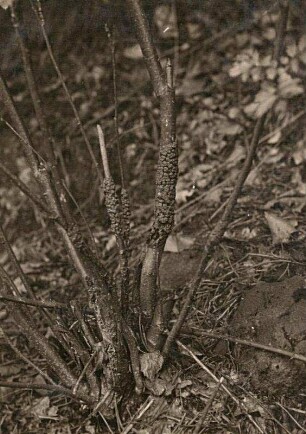 Gelbe Lohblüte oder Hexenbutter (Fuligo septica) am Grunde einer Vogelbeere oder Eberesche (Sorbus aucuparia, L. ; Syn. Pyrus aucuparia, Gaertner)