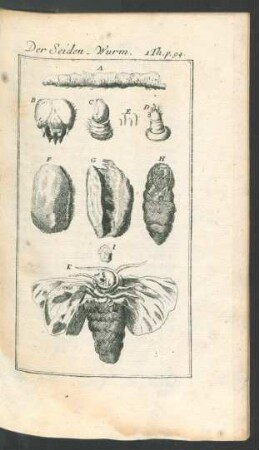 Tafel: Der Seiden_Wurm.
