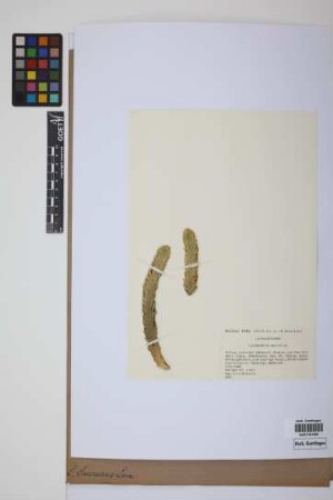Phlegmariurus saururus (Lam.) B. &Oslash;llg.