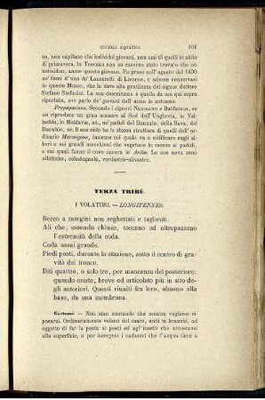 Terza Tribù. I Volatori. - Longipennes.