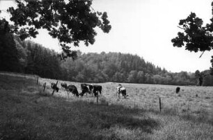 Wilsdruff-Helbigsdorf. Triebischwiese zwischen Dietrich- und Krillemühle