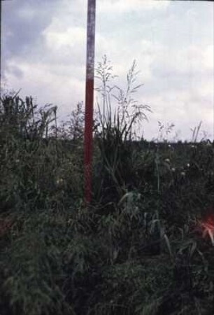 Grasbestand der Funktionsprüfung der internationalen Schlegelerntervergleichsprüfung 1962