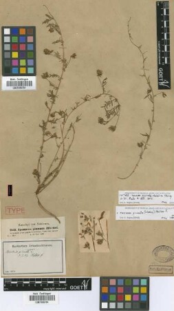 Merremia pinnata (Hochst. ex Choisy) Hallier f. [type]