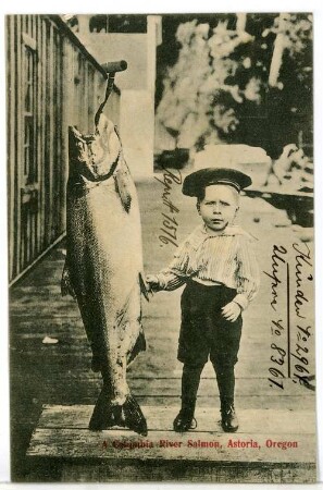 Astoria, Oregon. A Columbia River Salmon. Humorbild