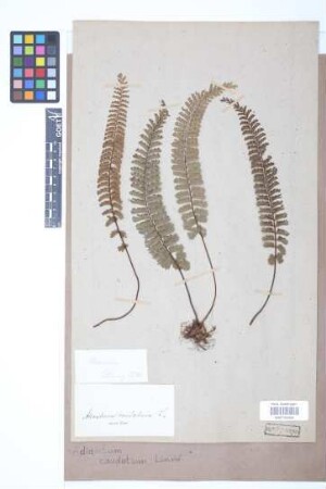 Adiantum caudatum L.