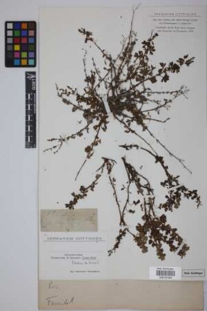 Rosaceae
