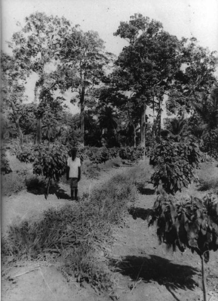 Cocoa planting