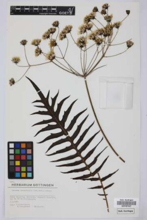Sonchus canariensis (Sch.Bip.) Boulos