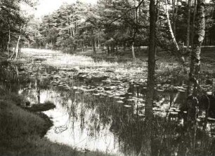 Oberlausitzer Heide. "Langer Gießer" (Jesor) südwestlich Zeißholz mit Verlandungsformation (wassergef. Hohlform im Bereich gestauchter Braunkohlenflöze)