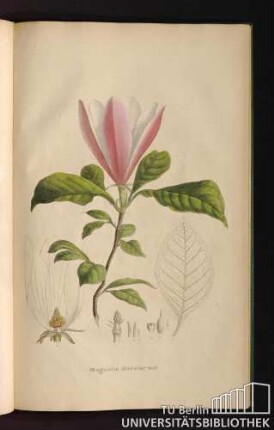 [Tab. 42.] Magnolia discolor Vent.
