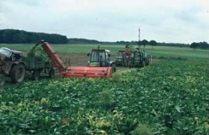 Fotografie: Zuckerrübe, Zweiphasiges Ernteverfahren