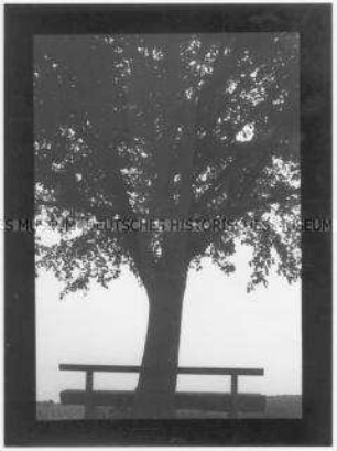 Baum mit Sitzbank (Altersgruppe 14-17)
