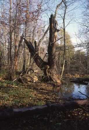 Königsbrück. Ehemaliger Truppenübungsplatz der Gruppe der Sowjetischen Streitkräfte in Deutschland (GSSD). Rohnaer Gebiet. Alter Baumbestand am Otterbach