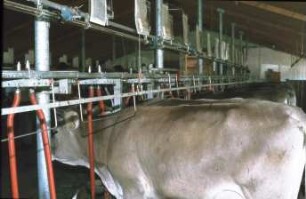 Fotografie: Milchviehhaltung, Anbindestall, Kuhtrainer