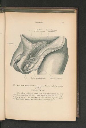 Fig. 495. Der Scheidenfortsatz und die Tunica vaginalis propria geöffnet.