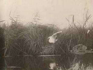 Lachmöwe (Chroicocephalus ridibundus, Syn. Larus ridibundus) am Nest, anfliegend