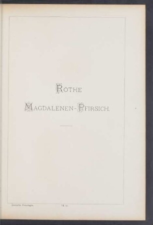 VI. 10. Rothe Magdalenen-Pfirsich