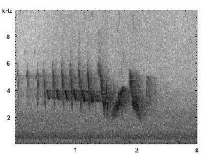 Buchfink | Fringilla coelebs - Gesang