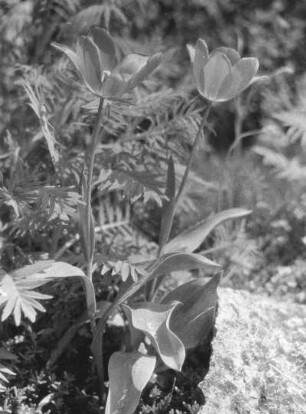 Blume