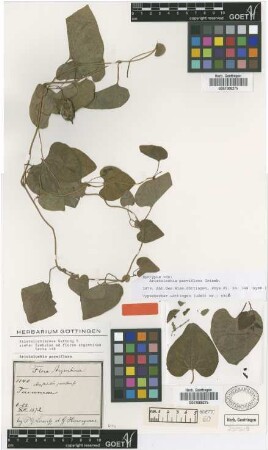 Aristolochia parviflora Griseb. [syntype]