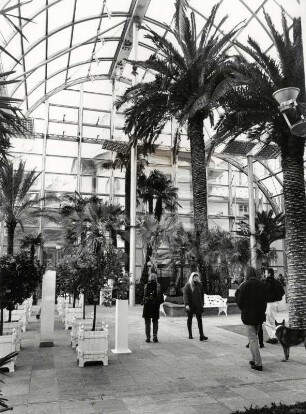Insel Mainau, kanarische Palme im neuen Palmenhaus