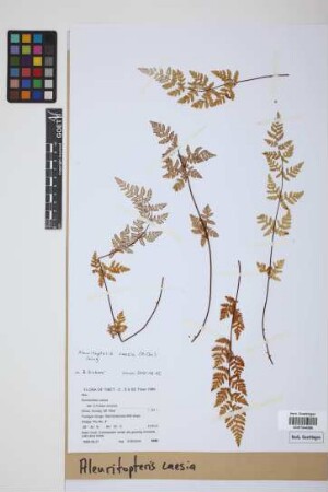 Aleuritopteris caesia (Christ) Ching