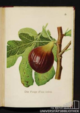 8. Die Feige (Ficus carica).