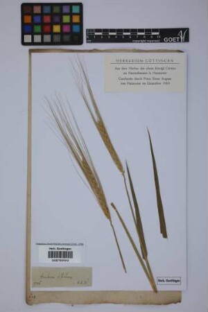 Hordeum distichon L.