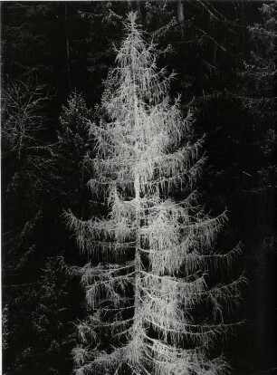 Baum als Negativdruck, experimentell, Lärche