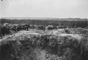 Rinderherde : Eine Herde Rinder während des Grasens und