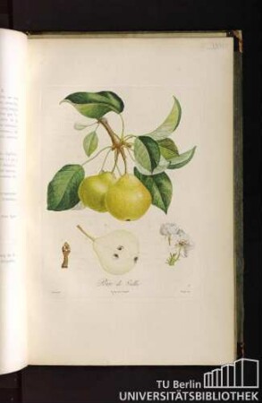 Pl. LXXXVI. Poire de Vallée.
