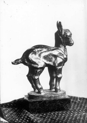 Sprungbereit (Junge Ziege)