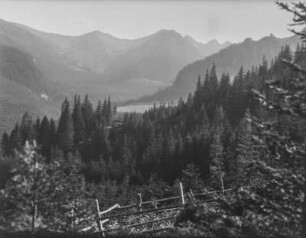 Wald und Berge : Blick über einen Wald mit hohem Gebirge im Hintergrund