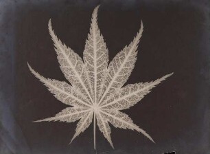 Blatt (negativ)