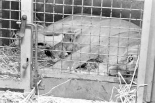 Nachwuchs bei den Löwen im Karlsruher Zoo