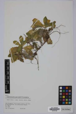 Arabis alpina caucasica (Willd. ex Schlecht.) Briq.