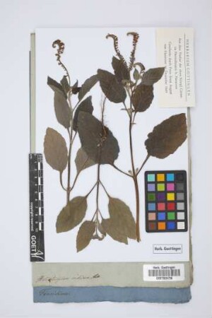 Heliotropium indicum