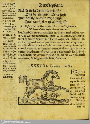 XXXVIII. Equus