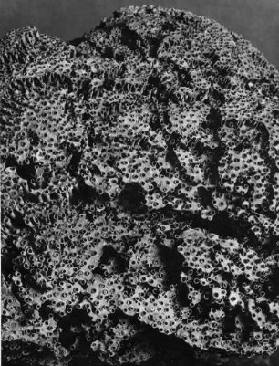 Tubipora purpurea Dana, Alcyonaria, Orgelkoralle, Rotes Meer