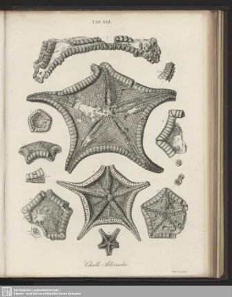 Tab. XXII. Chalk Asteriadae