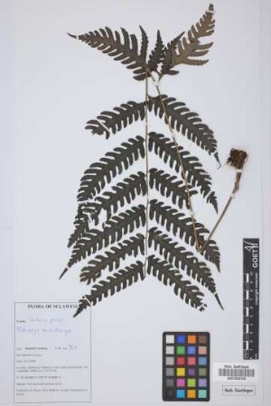Pteridrys microthecia (F&eacute;e) C. Chr. & Ching