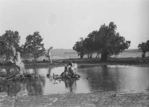 Ebbe in den Strand-Mangroven : Strandlandschaft mit Mangroven bei Ebbe